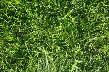 Beautiful green lawn in park
