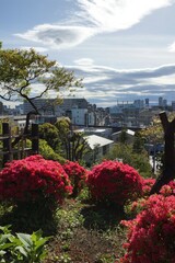 池上梅園　ツツジの季節　晴れの日の強い日差し