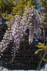 森ケ崎公園 藤棚の藤の花