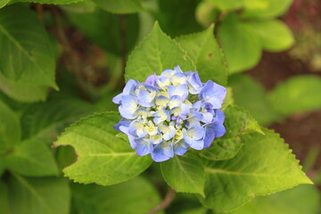 아름다운 꽃, 수국