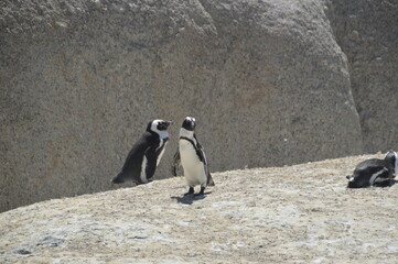 Obraz premium A large group of South African Penguins outside of Cape Town on Boulders Beach