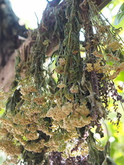 Medicinal herbs.Bunches of medicinal herbs are suspended and dried naturally under a tree. Collection of herbs, drying process.
