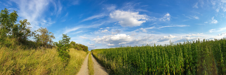 Fototapeta na wymiar canabis on marijuana field farm sativa weed hemp hash plantation panorama