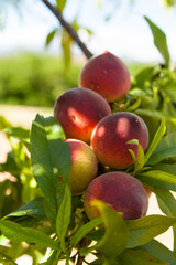 Peach tree with fruits in an old garden, Valencia, Spain.