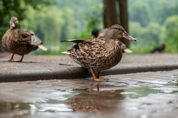 Nice wild young duck walking on road near the lake at spring time