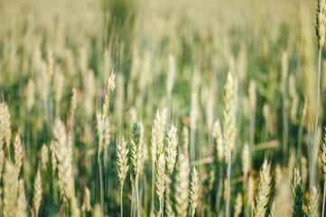 A lot of green spikelets on a wheat field