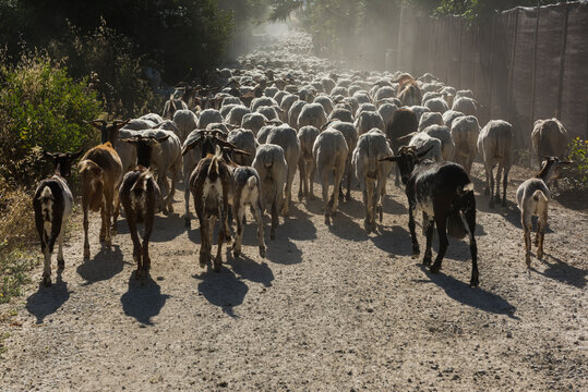 รูปภาพTrashumancia – เลือกดูภาพถ่ายสต็อก เวกเตอร์ และวิดีโอ200 | Adobe ...
