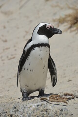 Obraz premium A large group of South African Penguins outside of Cape Town on Boulders Beach