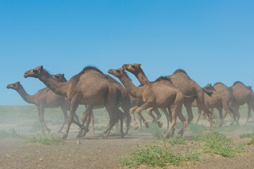 Camels running, Breeding farm, South region, Kazakhstan