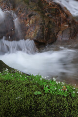 Small flower and  waterfall on a rocky mountain