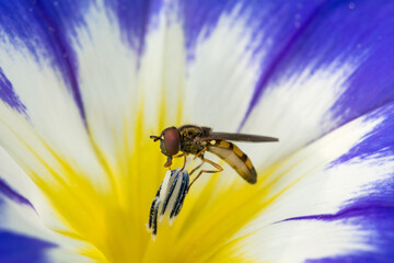 hoverfly on a blue flower
