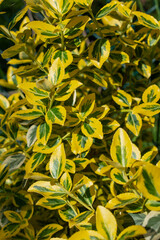 Fototapeta na wymiar Yellow bright vivid fortune's euonymus / decorative shrub in a summer daylight. Leaves pattern / wallpaper / background / texture