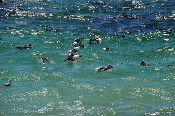 Fototapeta premium A large group of South African Penguins outside of Cape Town on Boulders Beach