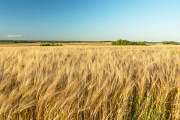 Golden barley ears, horizon and sky