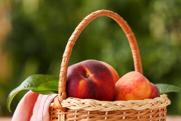 Basket with ripe peaches in garden