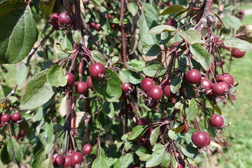 Cymes of crab apples in the leafage in June