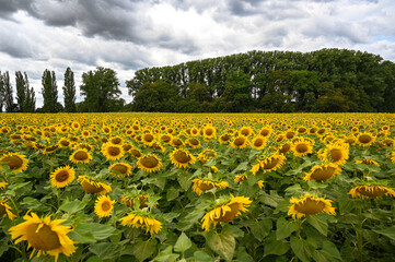 sunflowers on a cloudy day