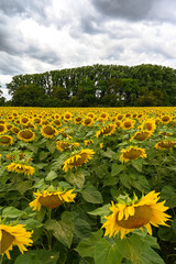 sunflowers on a cloudy day