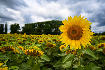 sunflowers on a cloudy day