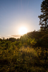 Sunset / sunrise over the field with grass, trees and bushes in the forest on a warm sunny spring / summer day 