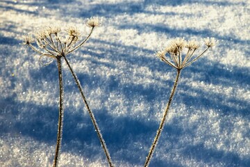 Hoarfrost on dried flower on frozen background with blue lines.