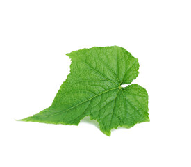 Fototapeta premium green cucumber leaf isolated on white background