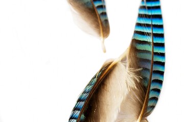 Three blue and black striped jay feather on white.