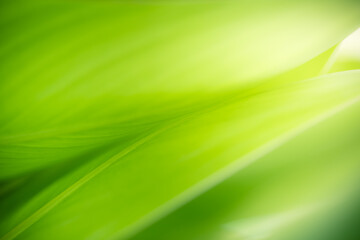 Nature of green leaf in garden at summer. Natural green leaves plants using as spring background cover page greenery environment ecology wallpaper