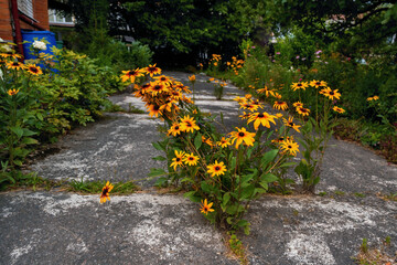 Yellow Rudbeckia flowers grow from concrete path in garden .
