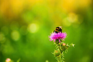 Bumlebee on pink thistle flower on blurry meadow with fresh nice colors.
