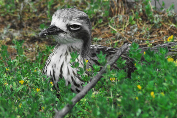 BIRDS- Australia- Close Up of a Wild Bush Stone Curlew