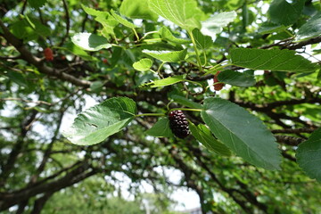 Close view of ripe fruit of mulberry in July