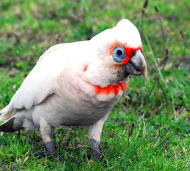 BIRDS- Australia- Extreme Close Up of a Colorful Long Billed Corella