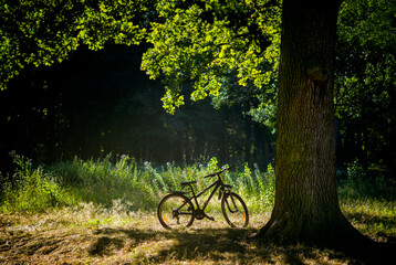 Fototapeta premium bike stands under an oak tree in the forest at dawn