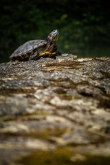 small turtle in the nature park