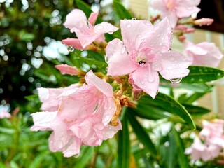 pink cherry blossom