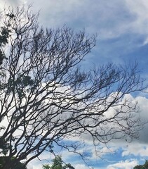 Tree and sky