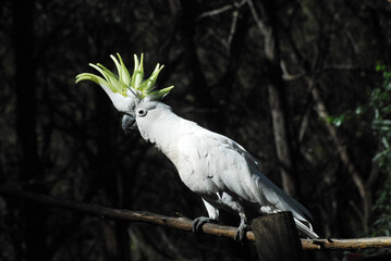 BIRDS- Australia- Close Up of a Wild Sulphur Crested Cockatoo © Sherry