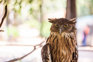 A brown thai owl on a branch