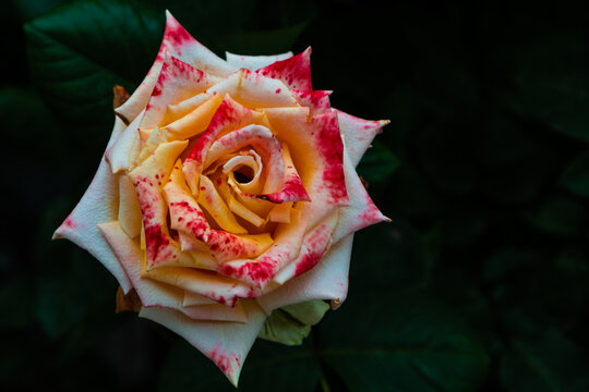 Red yellow white rose on a black background