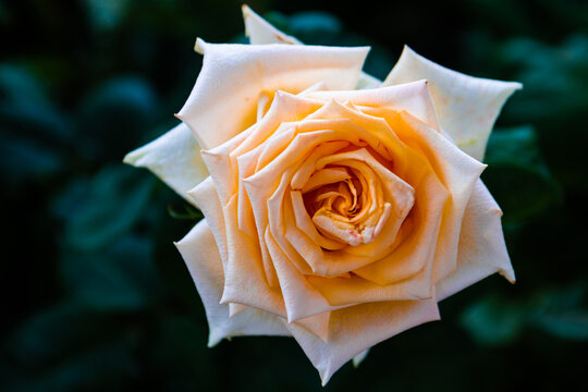 White-yellow rose on black background