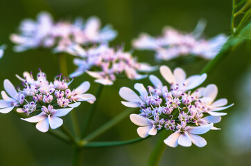 Home grown coriander in bloom