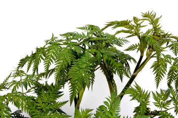 Fototapeta premium A green plant against a light wall.