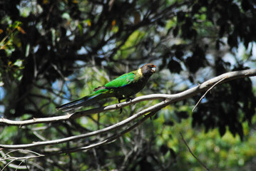 BIRDS- Australia- Close Up of a Wild Ringneck Parrot