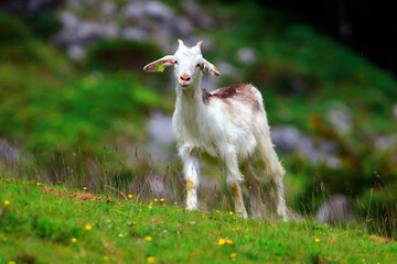 Obraz premium Bouc, chevreau et chevrette à poil long