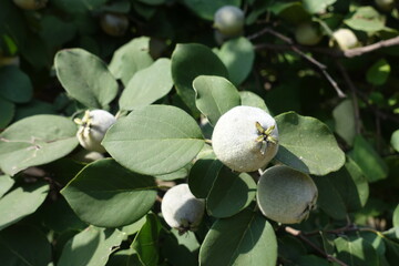 Closeup of unripe fruit of quince in mid September