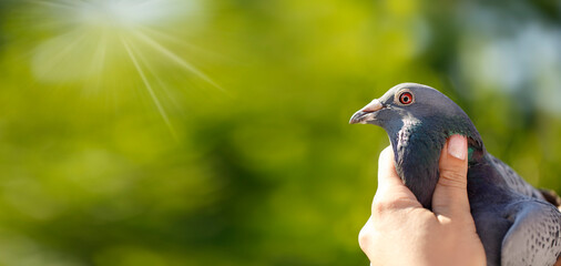 A detail on the eye of the mail pigeon. (fish eye) Banner with copy space for text.