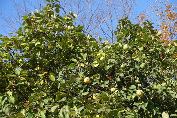 Fototapeta na wymiar Ripe fruits in the leafage of quince in mid October