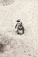 Cute mother and baby penguins on a white sand beach, boulders beach, Table Mountain National Park, Cape of good Hope, Cape Town, South Africa.