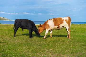 Young bulls or cows play in a green glade overlooking the sea